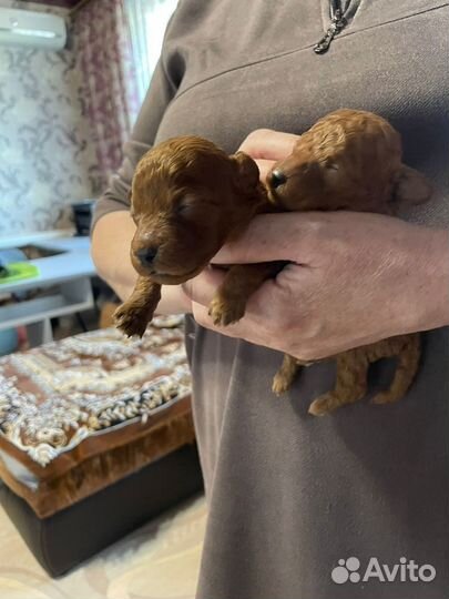 Продаю щенков