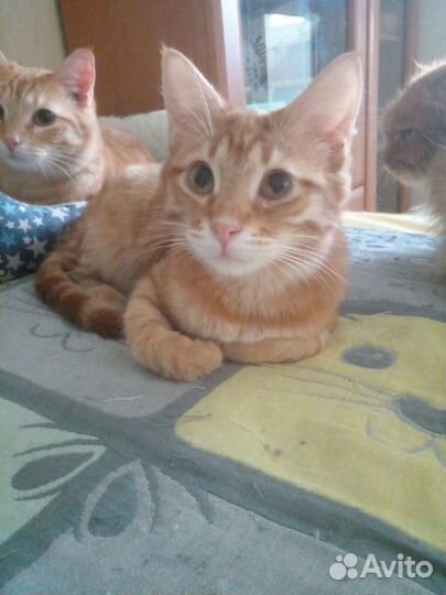Котенок