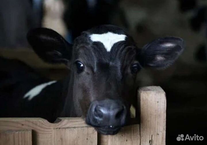 Бычки на откорм