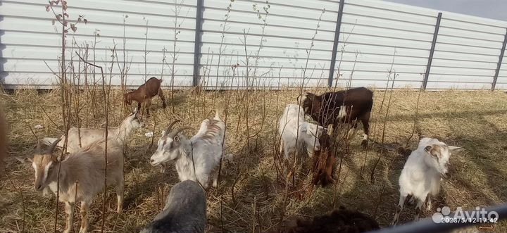 Казел ламанч