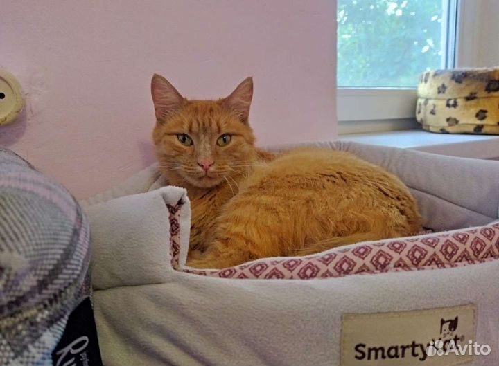 Солнечная кошка (из приюта)