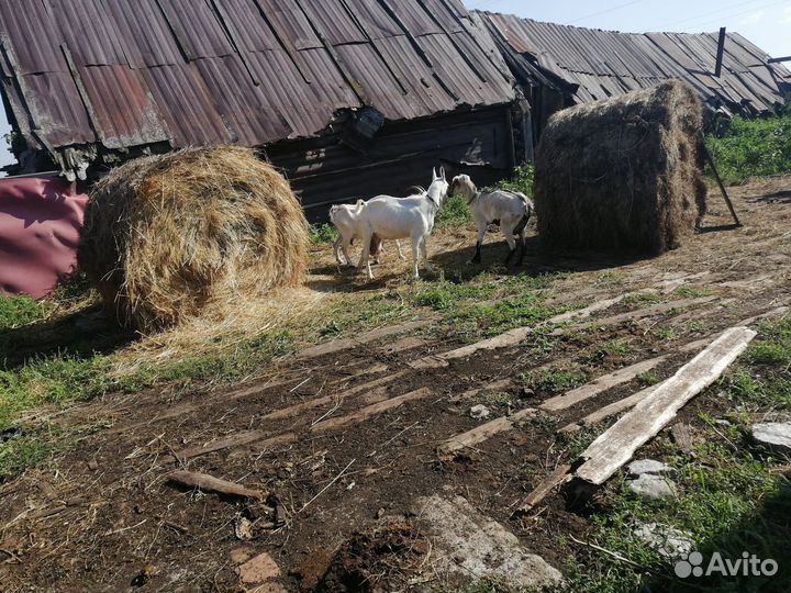 Продам козла и трех дойных коз