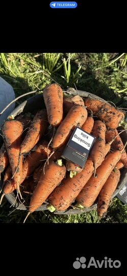 Продам морковь