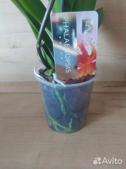 Орхидея фаленопсис