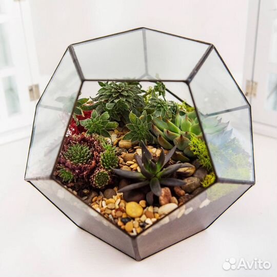 Флорариум. Флорариумы с суккулентами в спб и ло