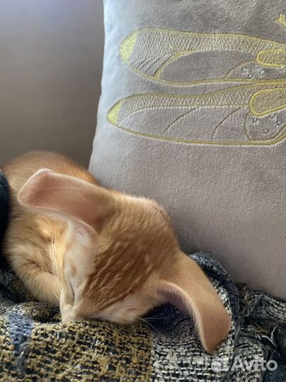 Ориентальный кот