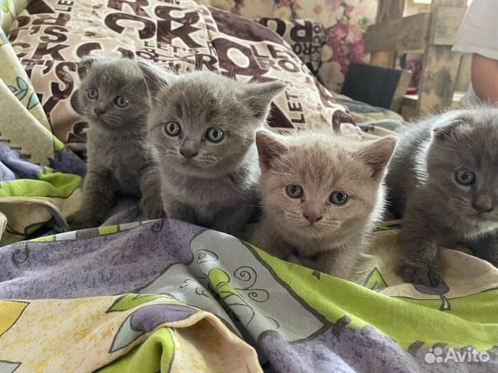 Британские котята