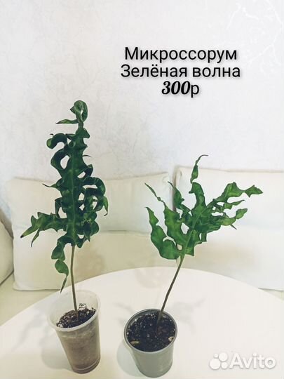 Папоротники сортовые