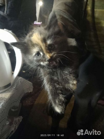 Кошка