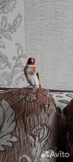 Птица щегол