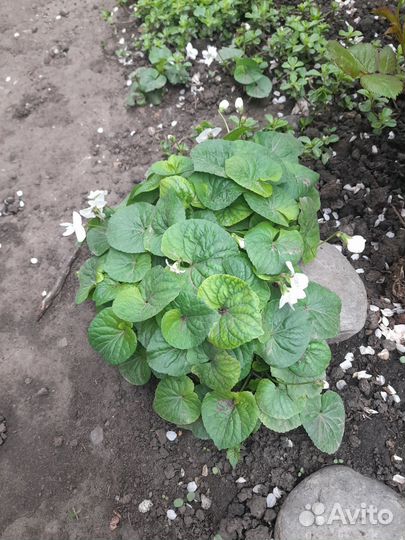 Многолетние цветы для сада