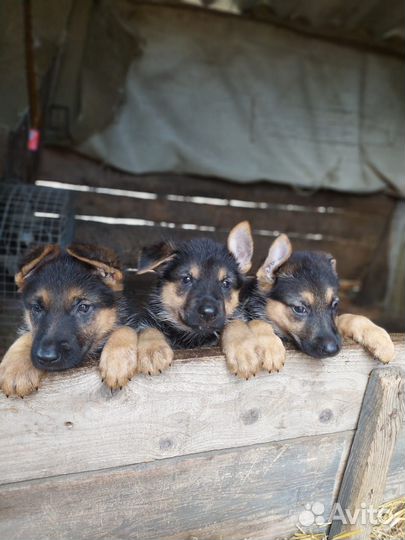 Щенки немецкой овчарки