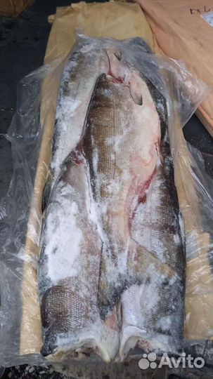 Рыба кижуч пбг