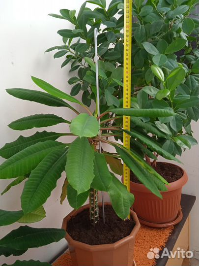 Продам цветы комнатные