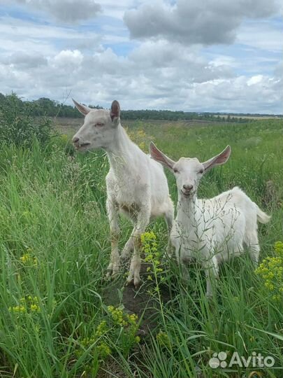 Козочка и козлик на племя, козье молоко и сыр