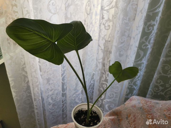 Цветы каллы