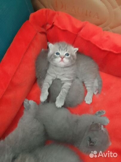Британские котята