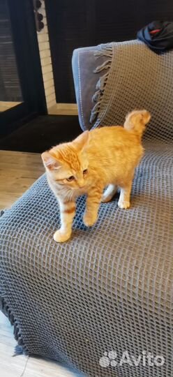 Кошки курильский бобтейл