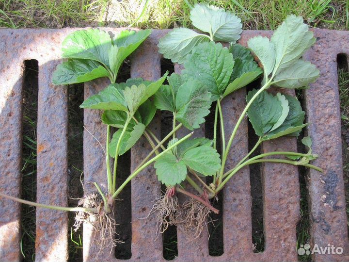 Усы клубники