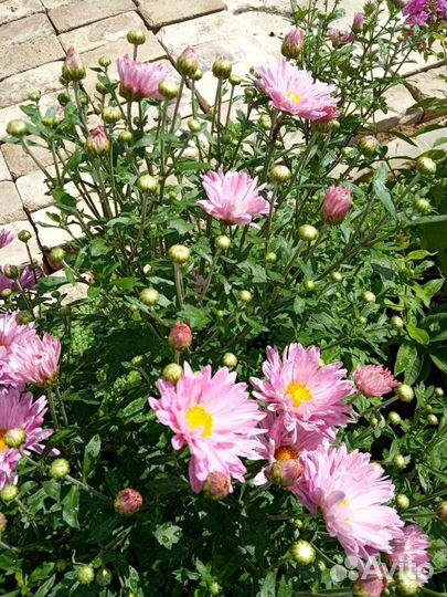 Садовые цветы