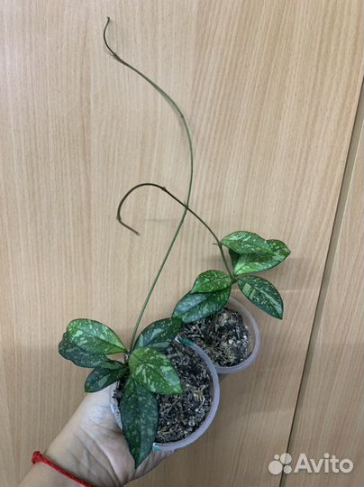 Хойя crassipetiolata splash