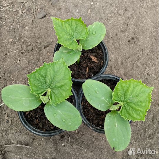 Рассада огурцов 