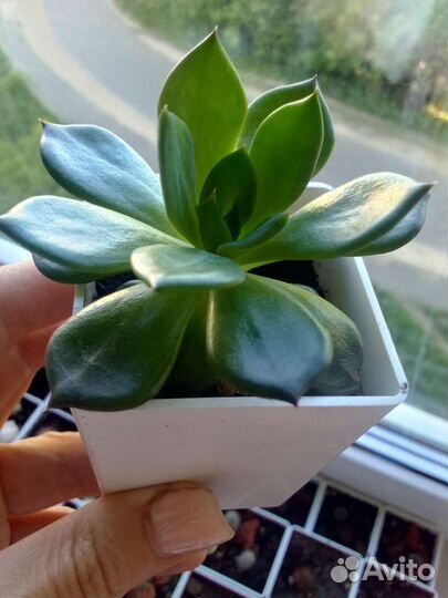 Суккуленты эхеверия Черный принц