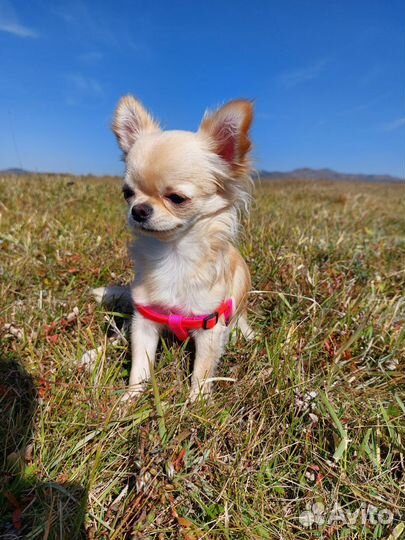 Вязка кобель чихуахуа