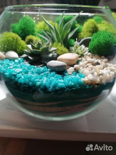 Флорариум суккуленты