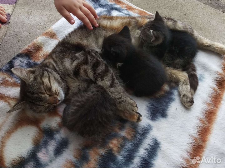 Котята 3 шт