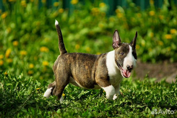 Миниатюрный бультерьер щенки