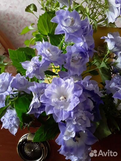 Паслён,кампанула