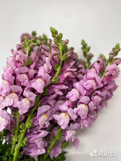 Цветы оптом / Львиный зев / Антирринум