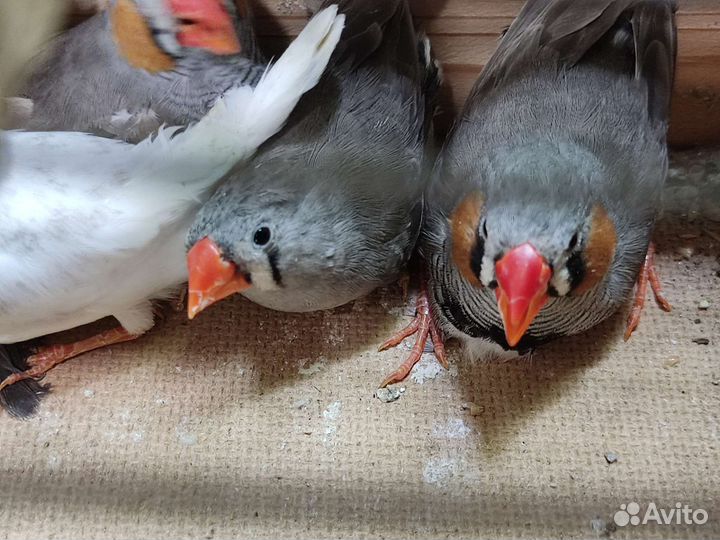 Зебровые амадины