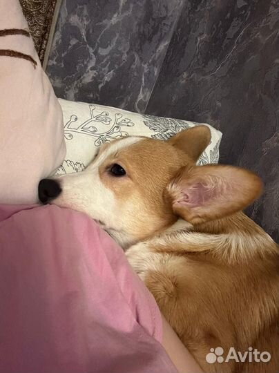 Вельш-корги пемброк девочка Ася