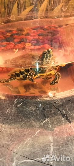 Красноухая черепаха