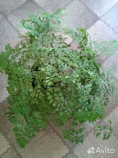 Растение Венерин волос