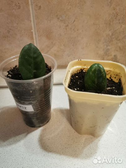 Замиокулькас зензи