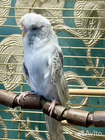 Выставочный волнистый попугай ввп Чех