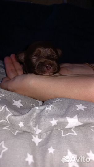 Щенки чихуахуа