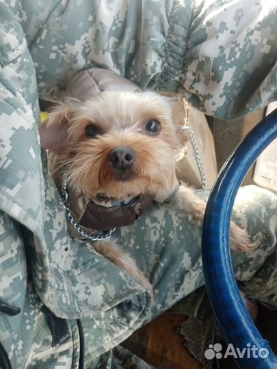 Кобель вязка йорк