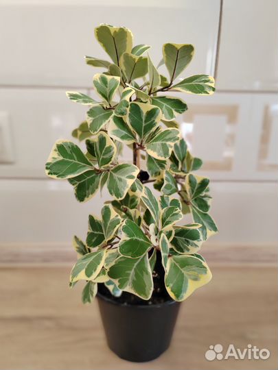 Фикус триангулярис