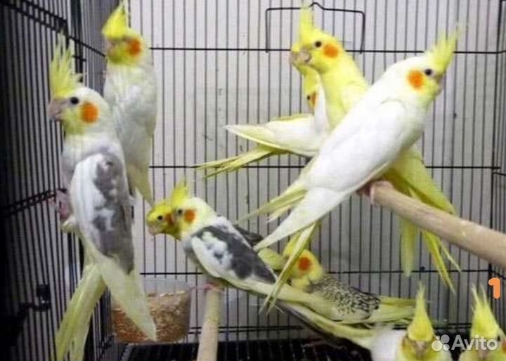 Попугай корелла