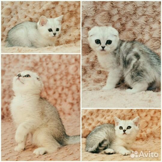 Скоттиш-Фолд вязка