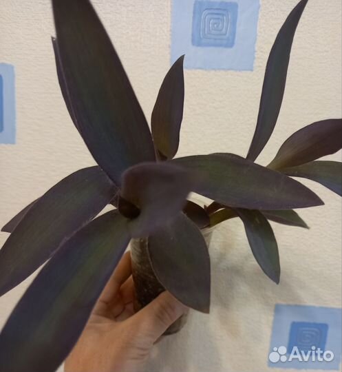 Сеткреазия пурпурная, пеперомия Пикси Лайм