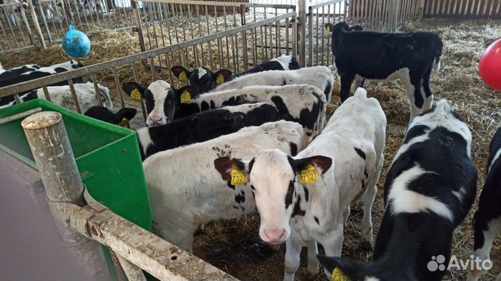 Телята мясные