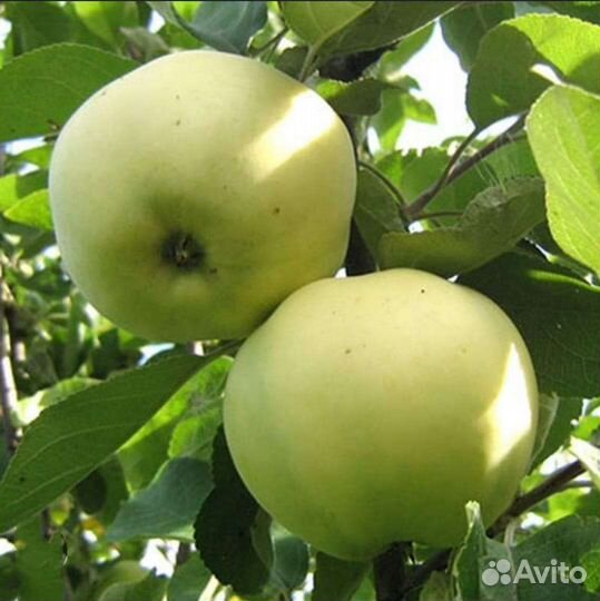 Саженцы Антоновки