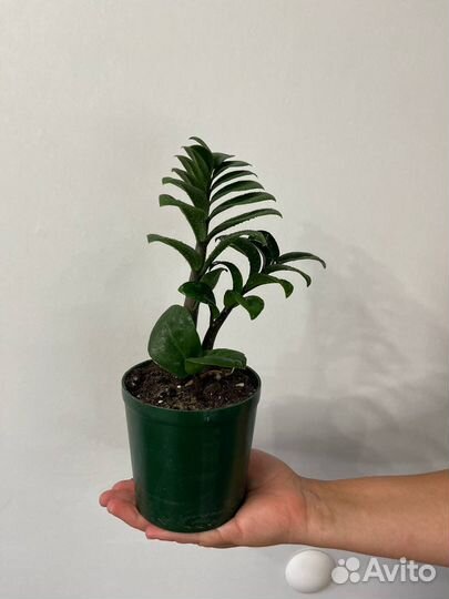 Замиокулькас зензи, долларовое дерево