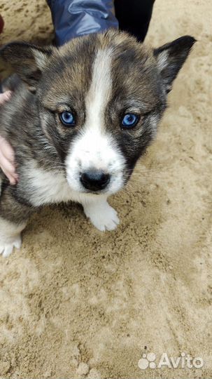 Двортерьер