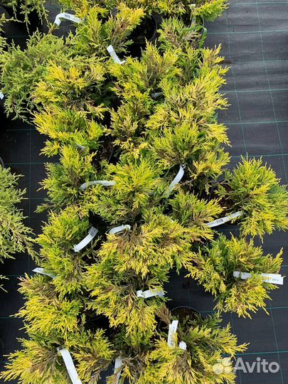 Можжевельник